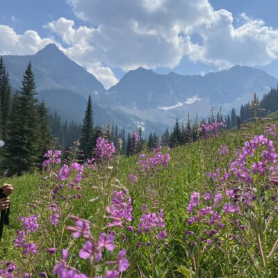 Fireweed at Valley Bottom